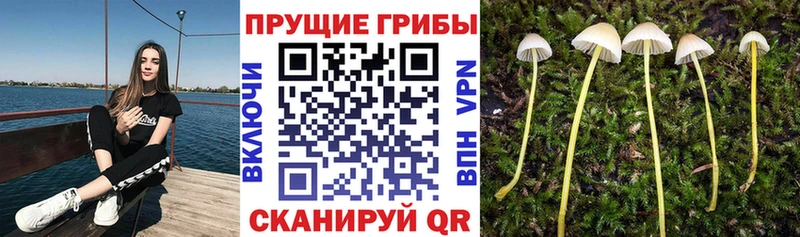 закладка  Санкт-Петербург  Псилоцибиновые грибы GOLDEN TEACHER 